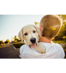 Vysoký krevní tlak u psů. Pomáhá prevence.