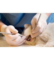 Zdravá dutina ústní psů a koček