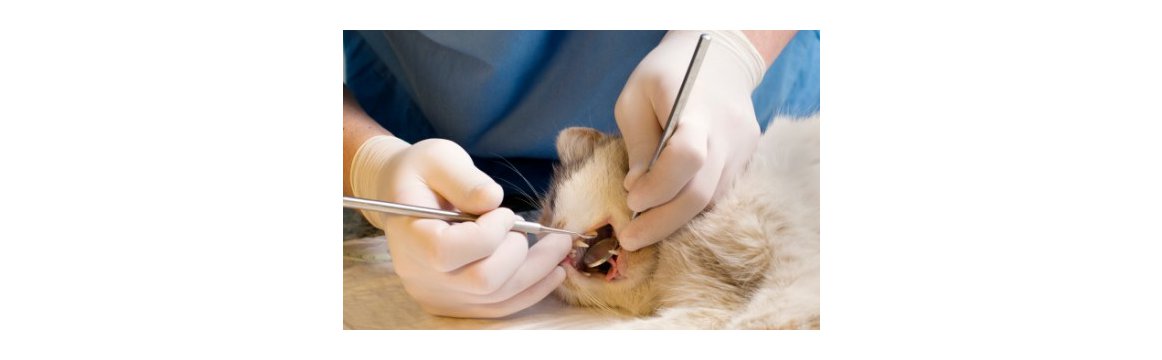 Zdravá dutina ústní psů a koček