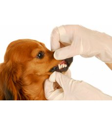 Péče o dutinu ústní u starších psů a koček