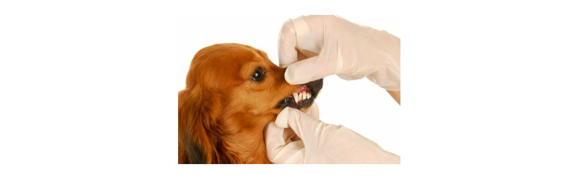 dental-care-for-pets-3-447x300.jpg