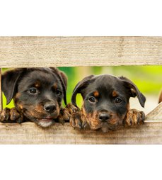 Zklidnění psů: Composure – klinická studie