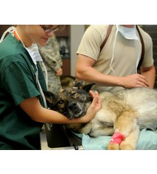 Význam zdraví jater a fungování jednotlivých živin v přípravku Liver Health